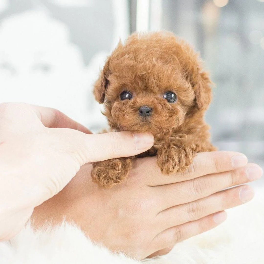 Interactive Robotic Puppy with Voice Recognition and Touch Sensors, Compact Size