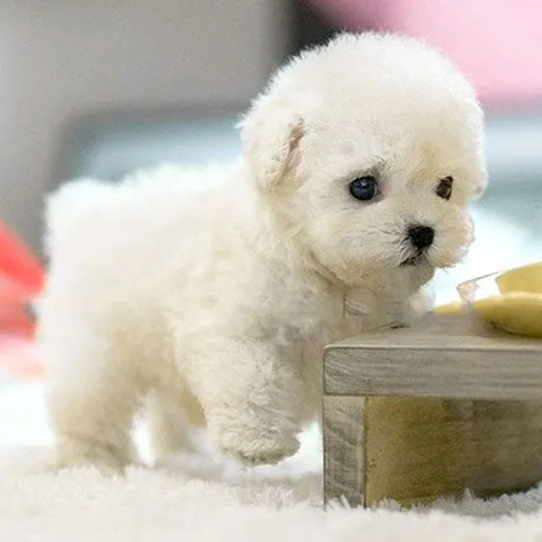Interactive Robotic Puppy with Voice Recognition and Touch Sensors, Compact Size