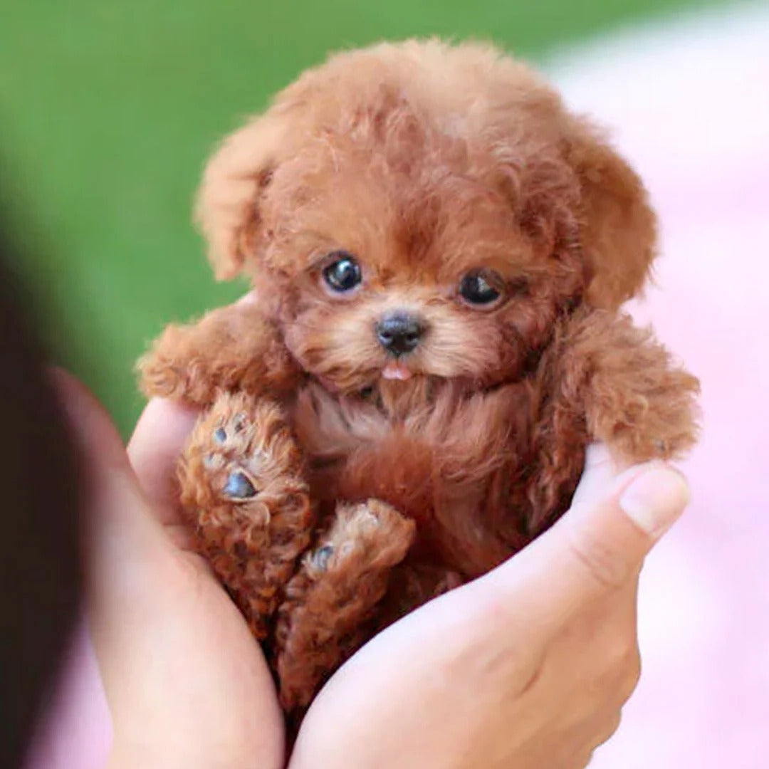 Interactive Robotic Puppy with Voice Recognition and Touch Sensors, Compact Size