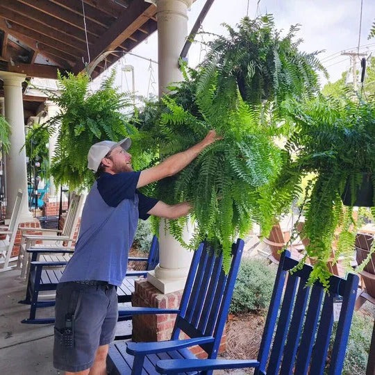 Add Greenery Without Watering with This Artificial Fern (UV-Resistant Polyethylene Leaves, Water-Resistant Build)